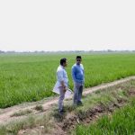 Nusron Tinjau Lahan Sawah di Indramayu, Proyek Industri Tetap Diawasi Ketat